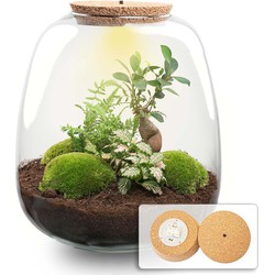 URBANJNGL - Plant terrarium - Emma Bonsai - DIY kit - ↑ 25 cm