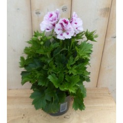 2 stuks! Franse Geranium tweekleurig wit