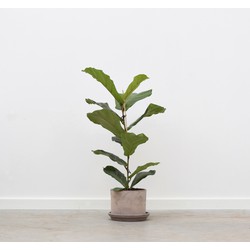 Ficus Lyrata in pot - 90cm 