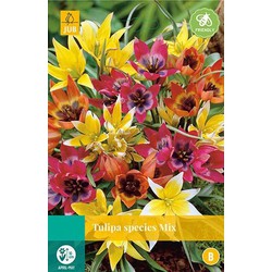 5 stuks - Tulipa Species mix 8 bollen