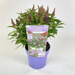 Hello Plants Buddleja Davidii Butterfly Candy Little Lila Dwergvlinderstruik - Ø 19 cm - Hoogte: 25 cm