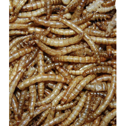 Meelwormen 10 liter