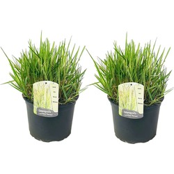 Calamagratis Overdam - Set van 2 - Siergras - Pot 23cm - Hoogte 20-30cm