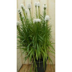 Kattenstaar Liatris roze