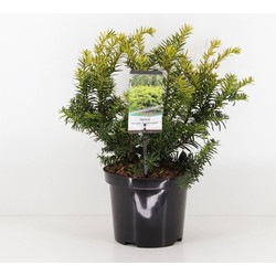 Taxus baccata summergold 25-30 cm