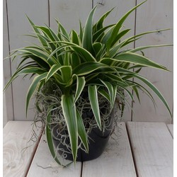 Chlorophytum in zwart/antraciete pot 25 cm - Warentuin Natuurlijk