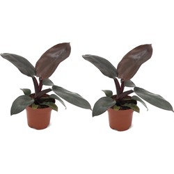 Philodendron Black Cardinal - Set van 2 - Kamerplant - Pot 12cm - Hoogte 20-30cm