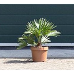 2 stuks! Dwergpalm Vulcano Chamaerops humilis Vulcano h 40cm boom