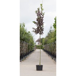 Vogelkers Canada red Prunus vir. Canada Red h 350 cm st. omtrek 12 cm