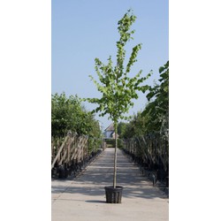 Koningslinde Tilia europea Pallida h 450 cm st. omtrek 16 cm