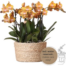 Kolibri Orchids | oranje orchideeënset in Reed Basket incl. waterreservoir | drie oranje orchideeën Las Vegas 12cm | Mono Bouquet oranje met zelfvoorzienend waterreservoir.