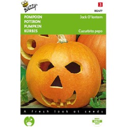 5 stuks - Pompoenen Jack O Lantern (Cucub.Pepo) - Buzzy