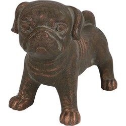 Dog Pugsy bruin