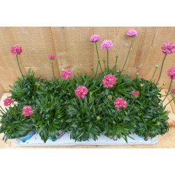 Engels gras 10 potjes per tray kleur rozen/wit