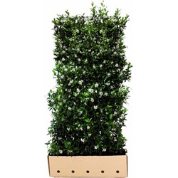 Trachelospermum jasminoides 180 cm