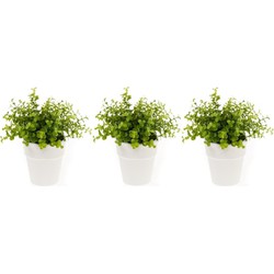 Set van 3x stuks groene kunstplanten eucalyptus plant in pot 22 cm - Kunstplanten