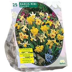 Narcis Mini Mix per 25 bloembollen