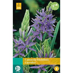 5 stuks - Camassia leichtlinii Caerulea 2 bollen