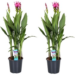 Curcuma Alismatifolia Siam Supreme - Set van 2 - Pot 19cm - Hoogte 80-100cm