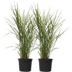 Chinees prachtriet - Set van 2 - Miscanthus 'Zebrinus' - Hoogte 20-30cm - ⌀23cm