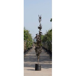 Rode zuilbeuk Fagus sylvatica Dawyck Purple h 350 cm st. h 30 cm