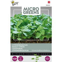 5 stuks - Microgreens Citroenbasilicum