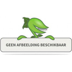 5 stuks - Bamboe niet woekerend 100-110 cm