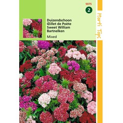 2 stuks - Dianthus Barb. Nanus Compactus Dubbel Gemengd