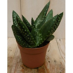 2 stuks! Kamerplant Jurassic Dino Aloe Paradisicum