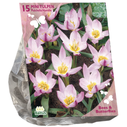 Bees & Butterflies Tulipa Pulchella Humillis per 15 bloembollen