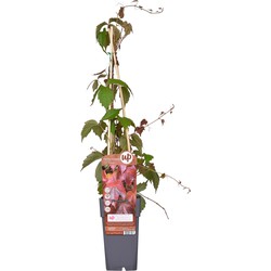 Hello Plants Parthenocissus Tricuspidata Veitch Boskoop Wilde Wingerd - Klimplant - Ø 15 cm - Hoogte: 65 cm