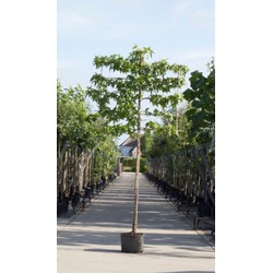 Amberboom als leiboom Liquidambar styraciflua h 320 cm st. omtrek 10 cm st. h 200 cm