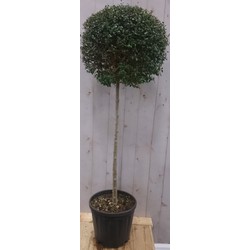 Buxus bol op stam diameter 40 cm 150 cm - Warentuin Natuurlijk