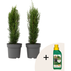 Italiaanse Cipres - Set van 2 - Cupressus 'Totem' - Hoogte 60-80cm - ⌀19cm