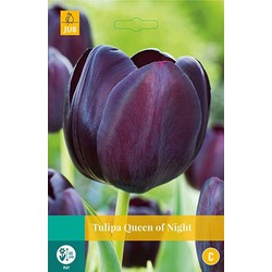 3 stuks - Tulipa Queen of Night 8 bollen