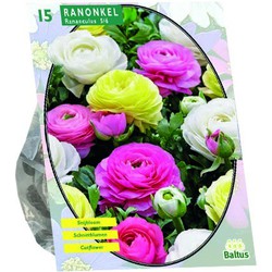 Bloembollen Ranonkel, Pastel Mix per 15