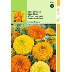 2 stuks - Tagetes Erecta Sunset Giants Gem. - Hortitops