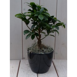 Bonsai Ficus microcarpa zwarte/antraciete pot 30 cm