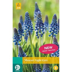 5 stuks - Muscari Night Eyes 8 bollen