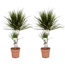 Dracaena Marginata - Set van 2 - Drakenbloedboom - Pot 17cm - Hoogte 70-80cm