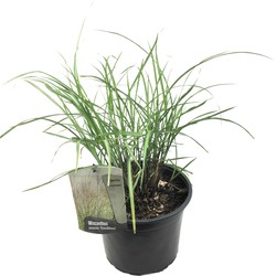 Miscanthus Gracilimus - Winterhard Siergras - Pot 23cm - Hoogte 40-60cm