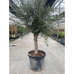 Olea europaea II