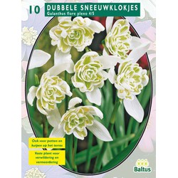 2 stuks - Galanthus Nivalis Flore Pleno per 10