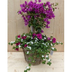 Rieten plantenbak Bougainivillea roze met zomerbloeiers mix h70 cm