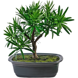 Hoyz Greenery - Kunstplant Bonsai Podocarpus 20 cm