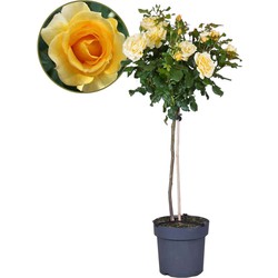 Rosa Palace 'Mysore’ - Gele stamroos - Pot 19cm - Hoogte 80-100cm