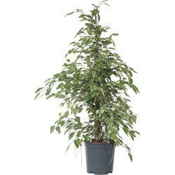 Treurvijg - Ficus Benjamina 'Twilight' - Hoogte 100-110cm - ⌀21cm