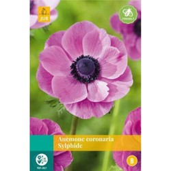 Anemone coronaria sylphide bol/knol 15 stuks