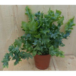 Phlebodium Varen Rullendblad