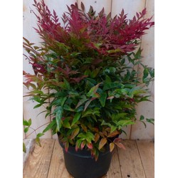 Nandina Hemelse bamboe 50 cm